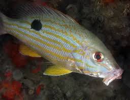 Image result for Lutjanus synagris