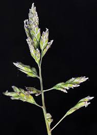 Attēlu rezultāti vaicājumam “Poa annua”