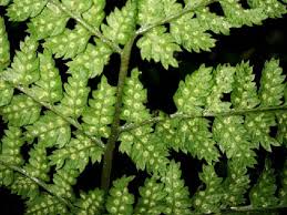 Attēlu rezultāti vaicājumam “Dryopteris dilatata”