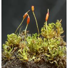 Attēlu rezultāti vaicājumam “Weissia brachycarpa”