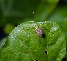 Attēlu rezultāti vaicājumam “Adelphocoris quadripunctatus”