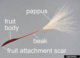 Attēlu rezultāti vaicājumam “Hypochaeris radicata fruit”