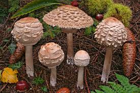 Attēlu rezultāti vaicājumam “Macrolepiota rhacodes”