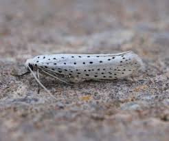 Attēlu rezultāti vaicājumam “Yponomeuta evonymella imago”