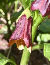 Attēlu rezultāti vaicājumam “Scopolia carniolica flower”