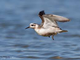Attēlu rezultāti vaicājumam “Phalaropus fulicarius”
