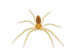 Attēlu rezultāti vaicājumam “Philodromidae”