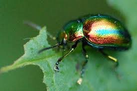 Attēlu rezultāti vaicājumam “Chrysolina fastuosa”