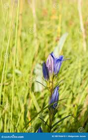 Attēlu rezultāti vaicājumam “Gentiana pneumonanthe”