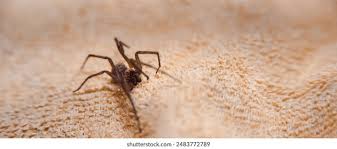 Attēlu rezultāti vaicājumam “Tegenaria sp.”