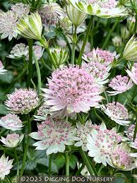 Attēlu rezultāti vaicājumam “Astrantia major flower”