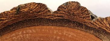 Attēlu rezultāti vaicājumam “Priobium carpini”