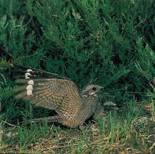 Attēlu rezultāti vaicājumam “Caprimulgus europaeus”