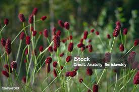 Attēlu rezultāti vaicājumam “Sanguisorba officinalis bud”