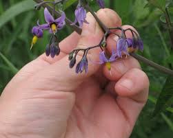 Attēlu rezultāti vaicājumam “Solanum dulcamara flower”