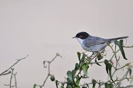 Image result for Sylvia sarda