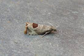 Attēlu rezultāti vaicājumam “Notocelia uddmanniana”