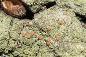 Attēlu rezultāti vaicājumam “Bacidia rubella”