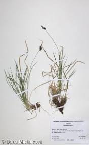 Attēlu rezultāti vaicājumam “Carex montana”