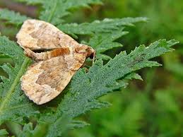 Attēlu rezultāti vaicājumam “Pelurga comitata”