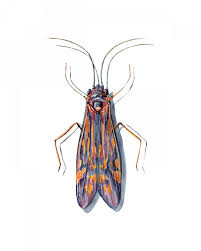 Attēlu rezultāti vaicājumam “Trichoptera”