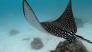 Image result for Aetobatus narinari