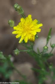 Attēlu rezultāti vaicājumam “Crepis tectorum flower”