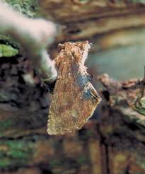 Attēlu rezultāti vaicājumam “Ptilodon capucina imago”