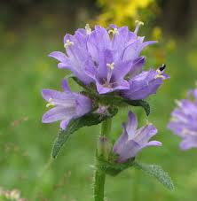 Attēlu rezultāti vaicājumam “Campanula cervicaria”