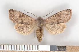 Attēlu rezultāti vaicājumam “Orthosia incerta”