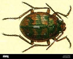 Attēlu rezultāti vaicājumam “Omophron limbatum”