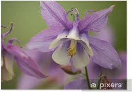 Image result for Akelei