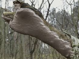 Attēlu rezultāti vaicājumam “Phellinus laevigatus”