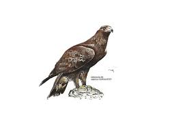 Attēlu rezultāti vaicājumam “Aquila chrysaetos”