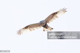 Attēlu rezultāti vaicājumam “Buteo lagopus”