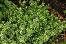Attēlu rezultāti vaicājumam “Thymus pulegioides leaf”