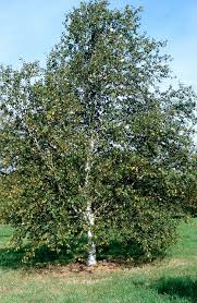 Attēlu rezultāti vaicājumam “Betula”