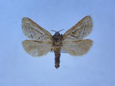 Attēlu rezultāti vaicājumam “Hepialidae”