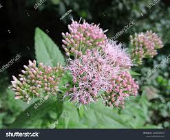 Attēlu rezultāti vaicājumam “Eupatorium cannabinum bud”