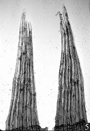 Attēlu rezultāti vaicājumam “Helodium blandowii sporophyte”