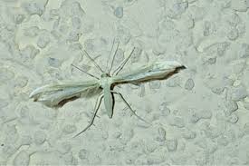 Attēlu rezultāti vaicājumam “Adaina microdactyla”