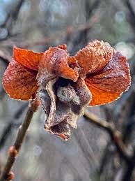 Attēlu rezultāti vaicājumam “Rhabdophaga rosaria”