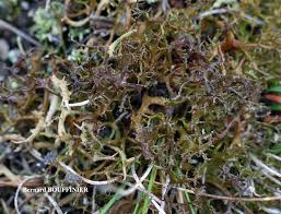 Attēlu rezultāti vaicājumam “Cetraria ericetorum”