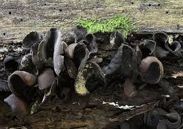 Attēlu rezultāti vaicājumam “Ionomidotis irregularis”