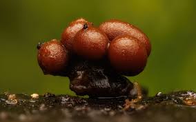 Attēlu rezultāti vaicājumam “Hemitrichia lutescens”