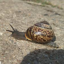 Attēlu rezultāti vaicājumam “Arianta arbustorum”