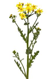 Attēlu rezultāti vaicājumam “Senecio vernalis”