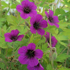 Image result for Geranium `Sandrine`