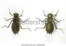 Attēlu rezultāti vaicājumam “Epitheca bimaculata”