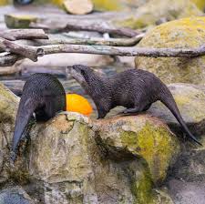 Attēlu rezultāti vaicājumam “Laurilia sulcata”